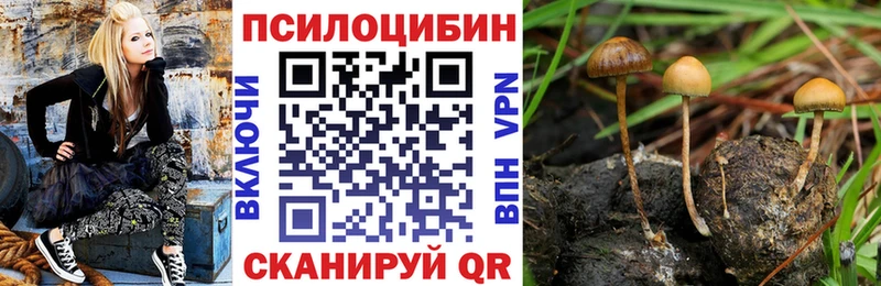 закладка Чебаркуль Галлюциногенные грибы Cubensis